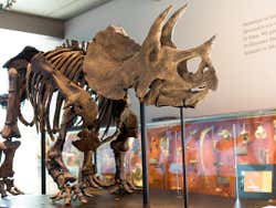 Musée d'Histoire Naturelle